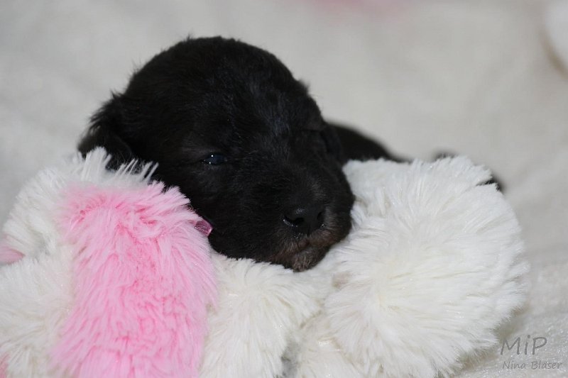 2011-05-15 Puppies Candy & Svet (19).jpg